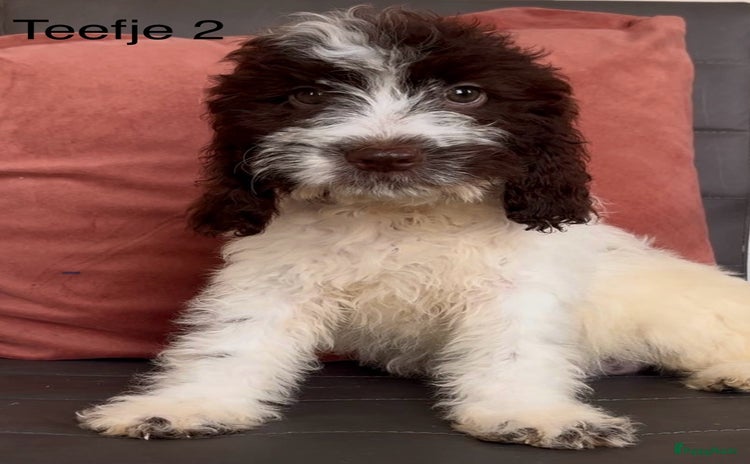 Cockapoo honden - Advertentie 2
