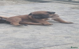 Boxer honden te koop: Kruising boxer mechelse herder - Afbeelding 2