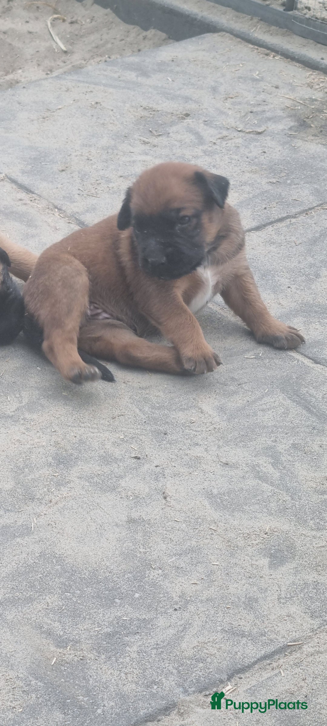 Boxer honden te koop: Kruising boxer mechelse herder - Afbeelding 2