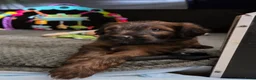 Briard honden te koop: De pups van Briard zoeken een lief en goed gezin - Advertentie 5