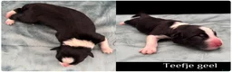 Border Collie honden te koop: Border collie pups met FCI stamboom - Advertentie 17