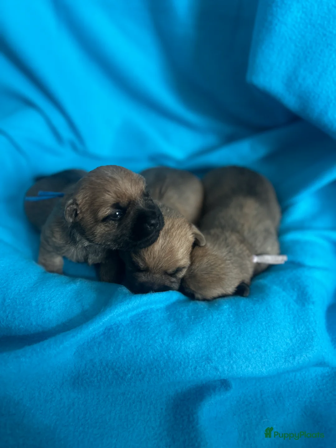 Cairn Terriër honden te koop: Cairn Terriër puppy reutjes, lichtrood/blond - Advertentie 4