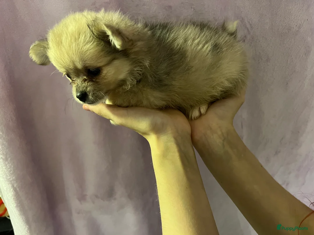 Kruising honden te koop: Lieve mooie pups  - Advertentie 2