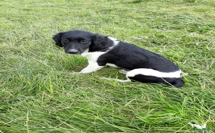 Friese Stabij honden - Advertentie 3