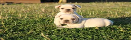 Franse Bulldog honden te koop: Franse Bulldog pups België  - Advertentie 9