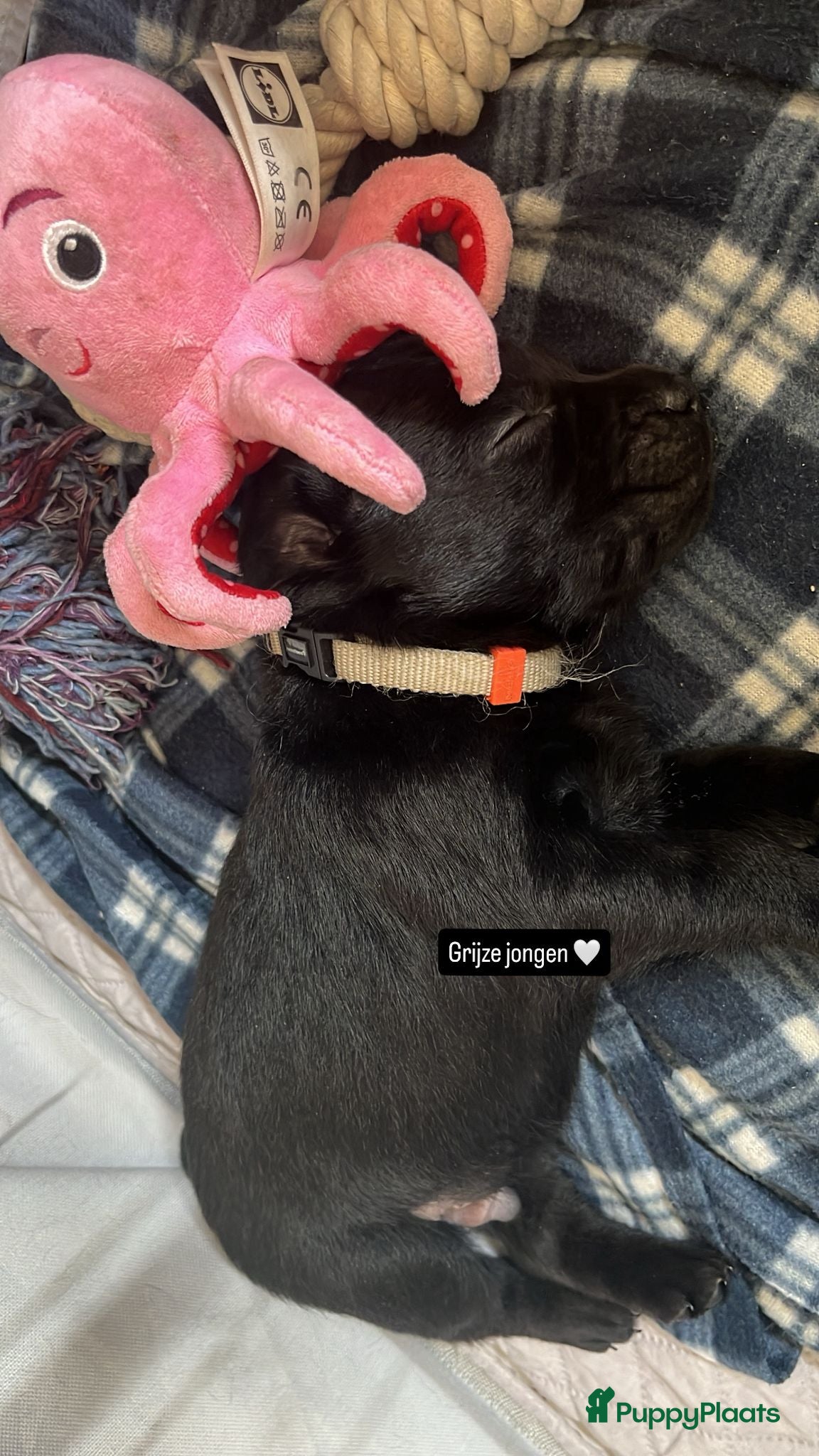 Labrador Retriever honden te koop: lieve labrador puppies te koop - Advertentie 5