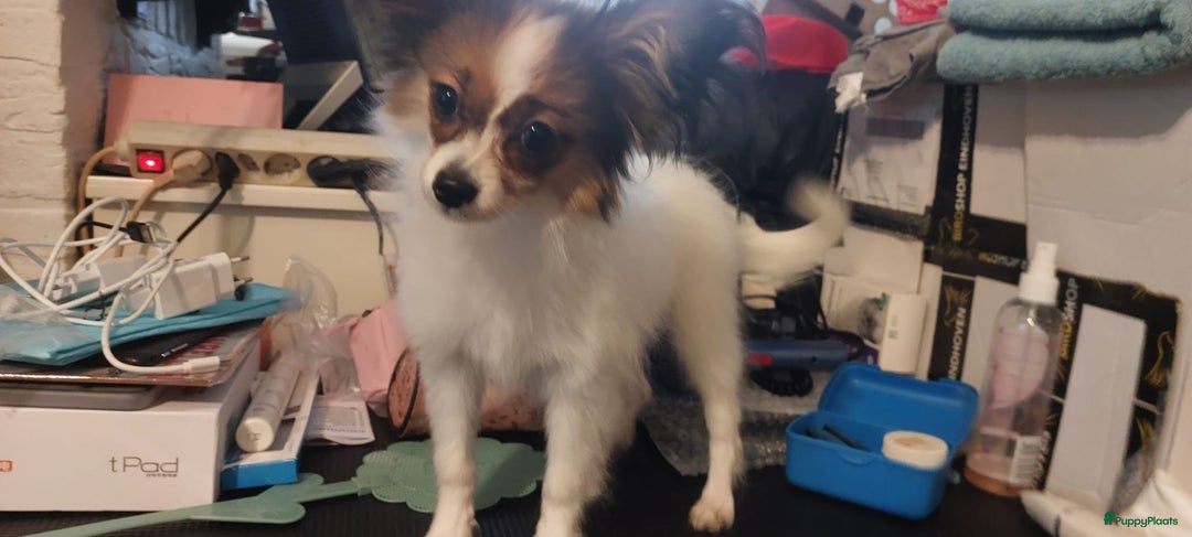 Vlinderhondje honden te koop: Vlinder hondje teefje - Advertentie 3