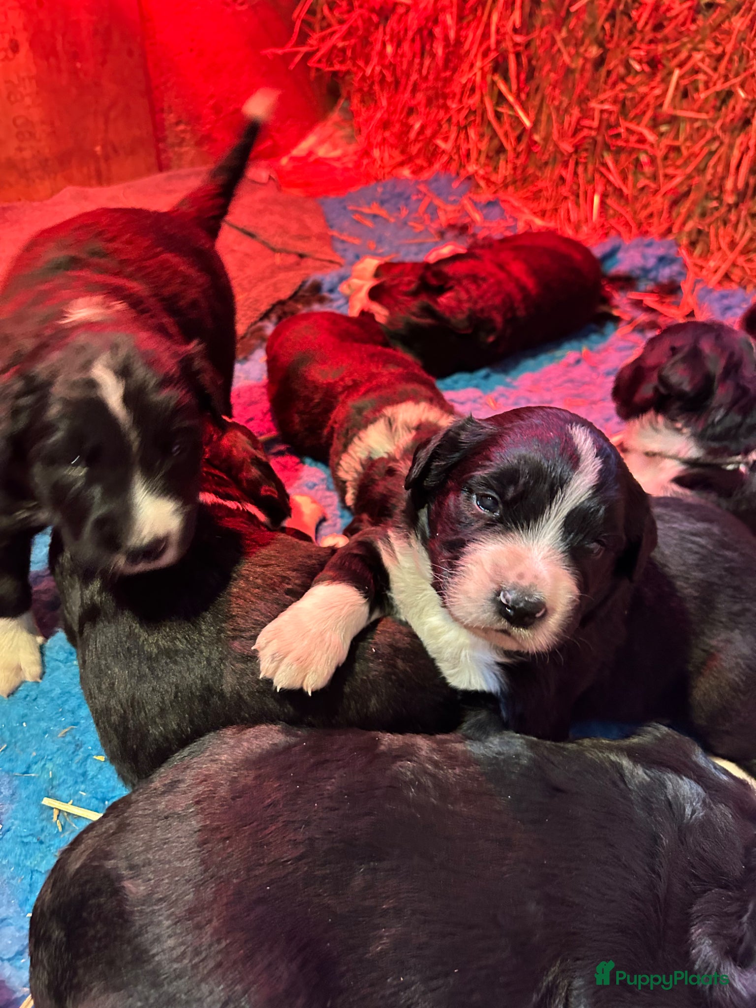 Kruising honden Kruising Berner Sennen x Friese stabij - Advertentie 1