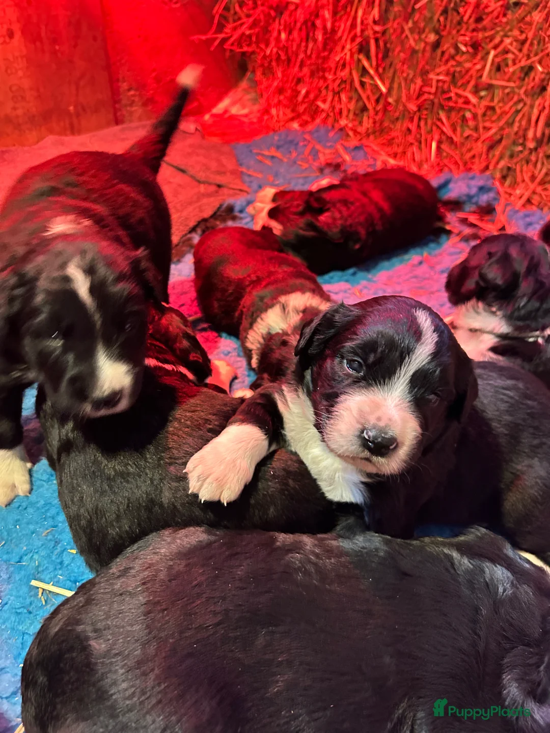 Kruising honden te koop: Kruising Berner Sennen x Friese stabij - Advertentie 1