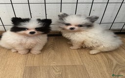 Pomeriaan honden te koop:  puppies mogen nu weg in prijs verlaagd  in Zoetermeer - Afbeelding 6