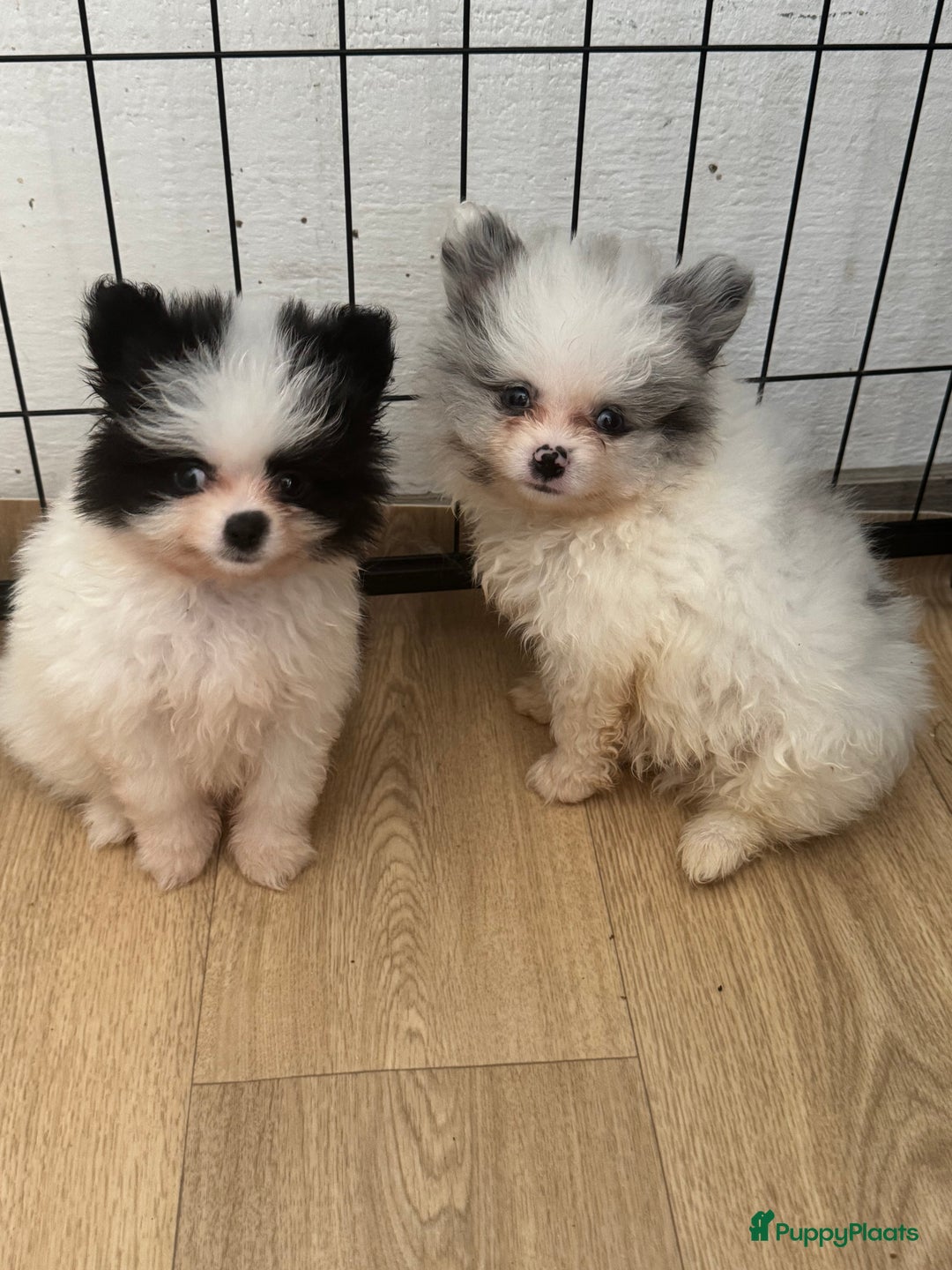 Pomeriaan honden te koop:  puppies mogen nu weg in prijs verlaagd  in Zoetermeer - Afbeelding 6