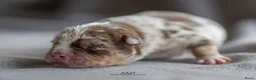Amerikaanse Bully honden ter dekking: American Bully pocket dekreu  - Advertentie 16