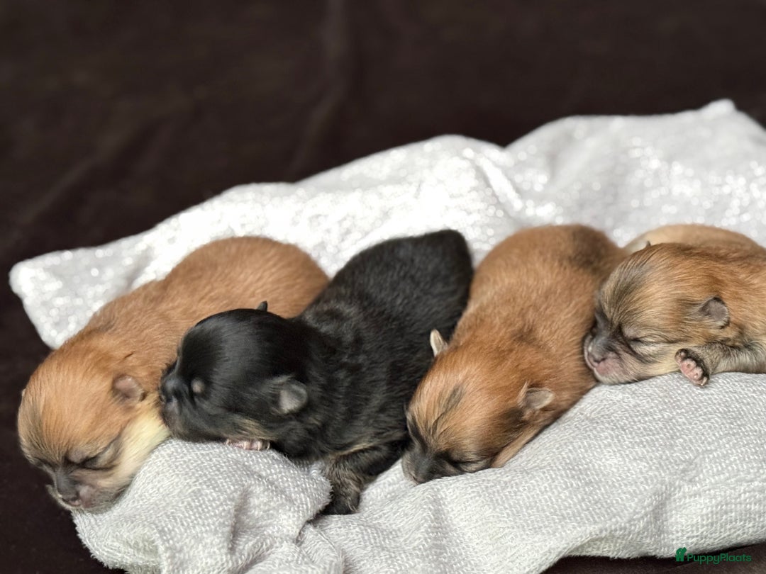 Pomeriaan honden te koop: Raszuivere Pomeranian / pomeriaan pups 🐾 - Advertentie 2