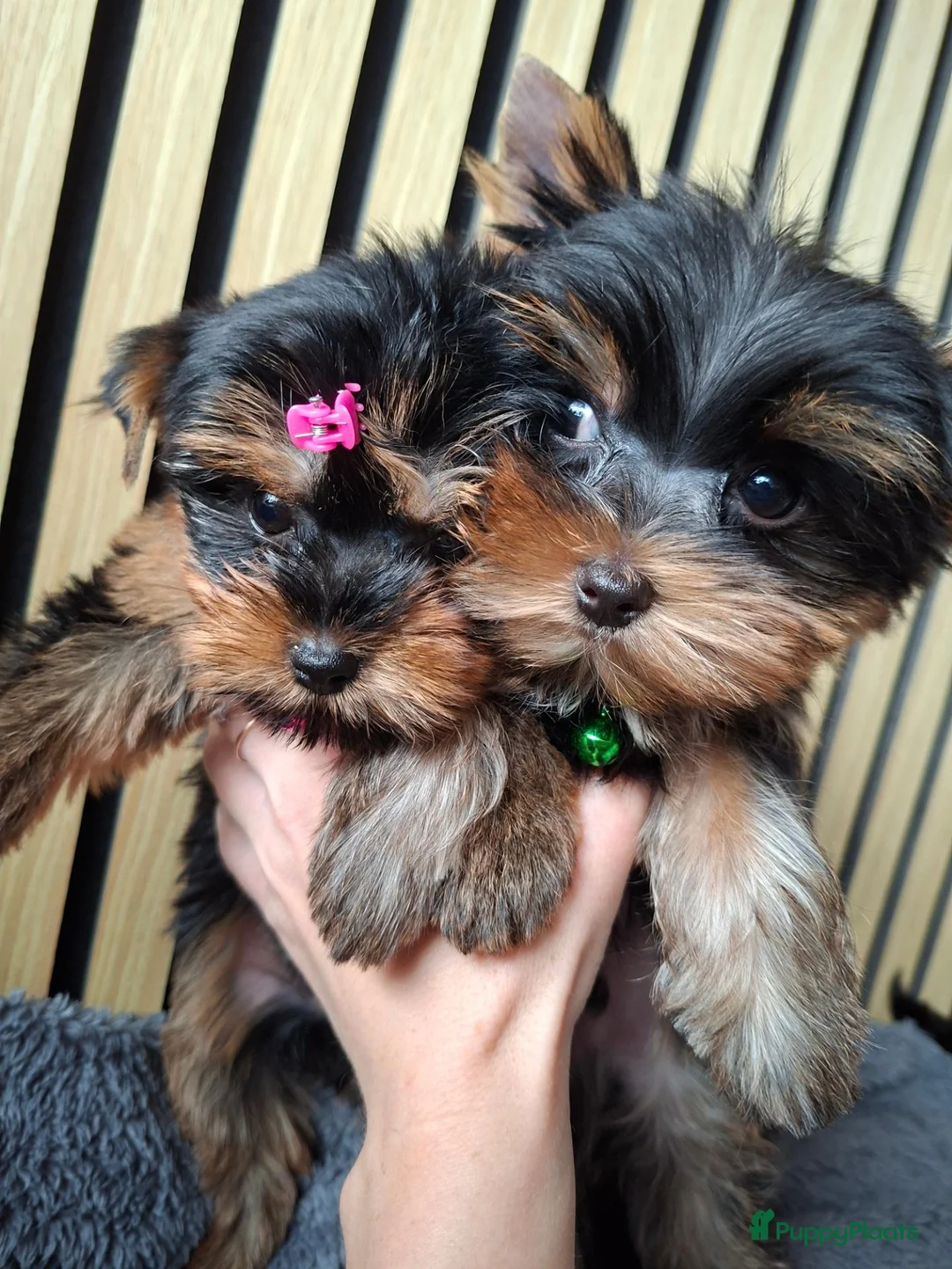 Yorkshire Terriër honden te koop: Yorkshire Terriër pups zoeken een huis  - Advertentie 2