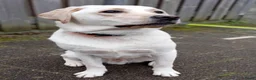 Labrador Retriever honden ter dekking: Prachtige blonde Labrador dekreu - Advertentie 4