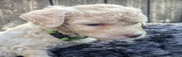 Labradoodle honden te koop: Liefdevolle plek gezocht voor Labradoodle puppy’s! in Heusden - Advertentie 13