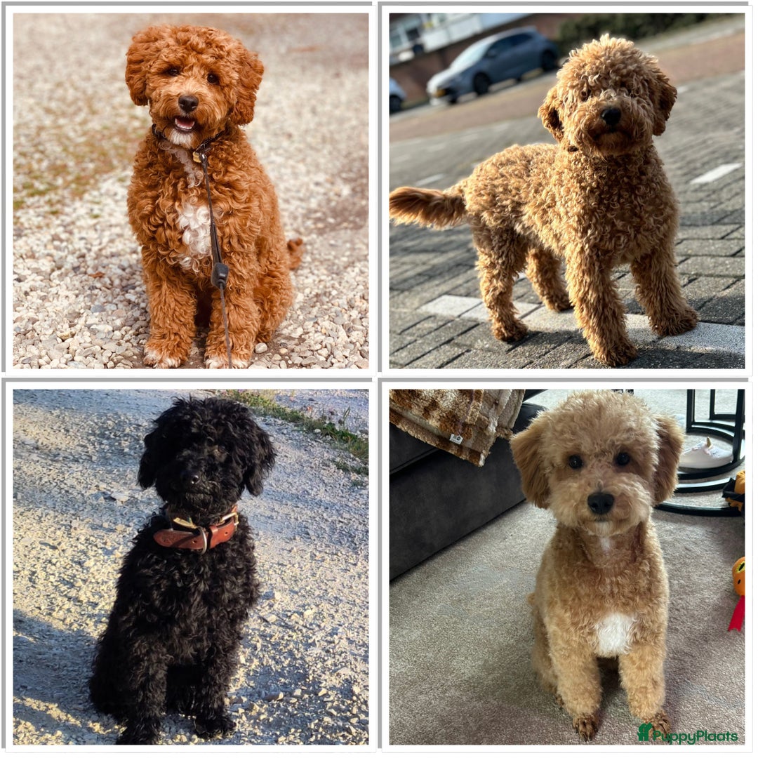 Labradoodle honden te koop: Prachtige Doodle - La Poodle pups te koop  - Afbeelding 12