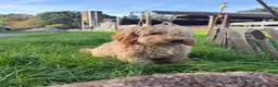 Labradoodle honden te koop: Mooie beige Labradoodle! - Advertentie 2
