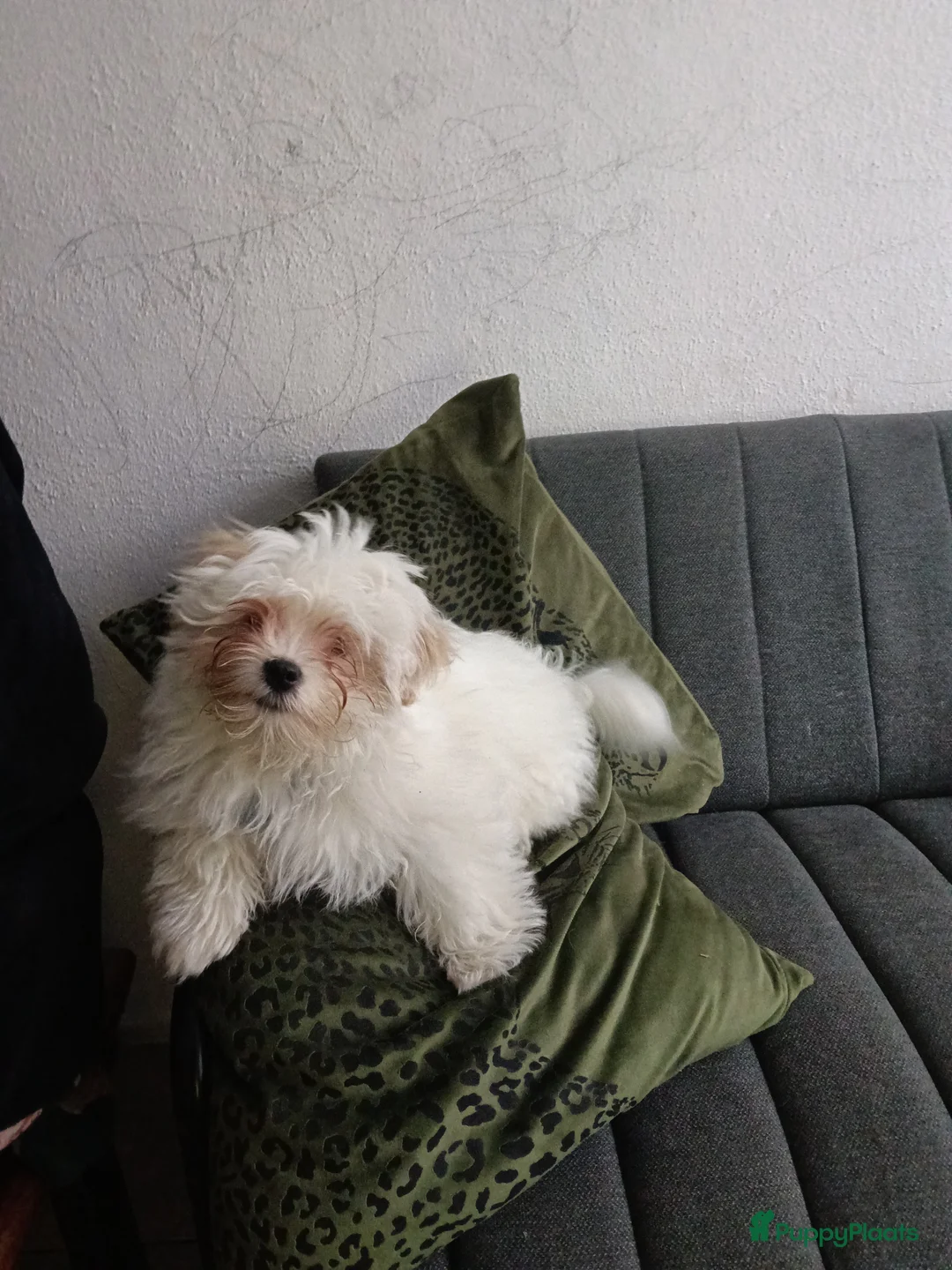 Kruising honden te koop: Leuke  lieve kleine boomer - Advertentie 14