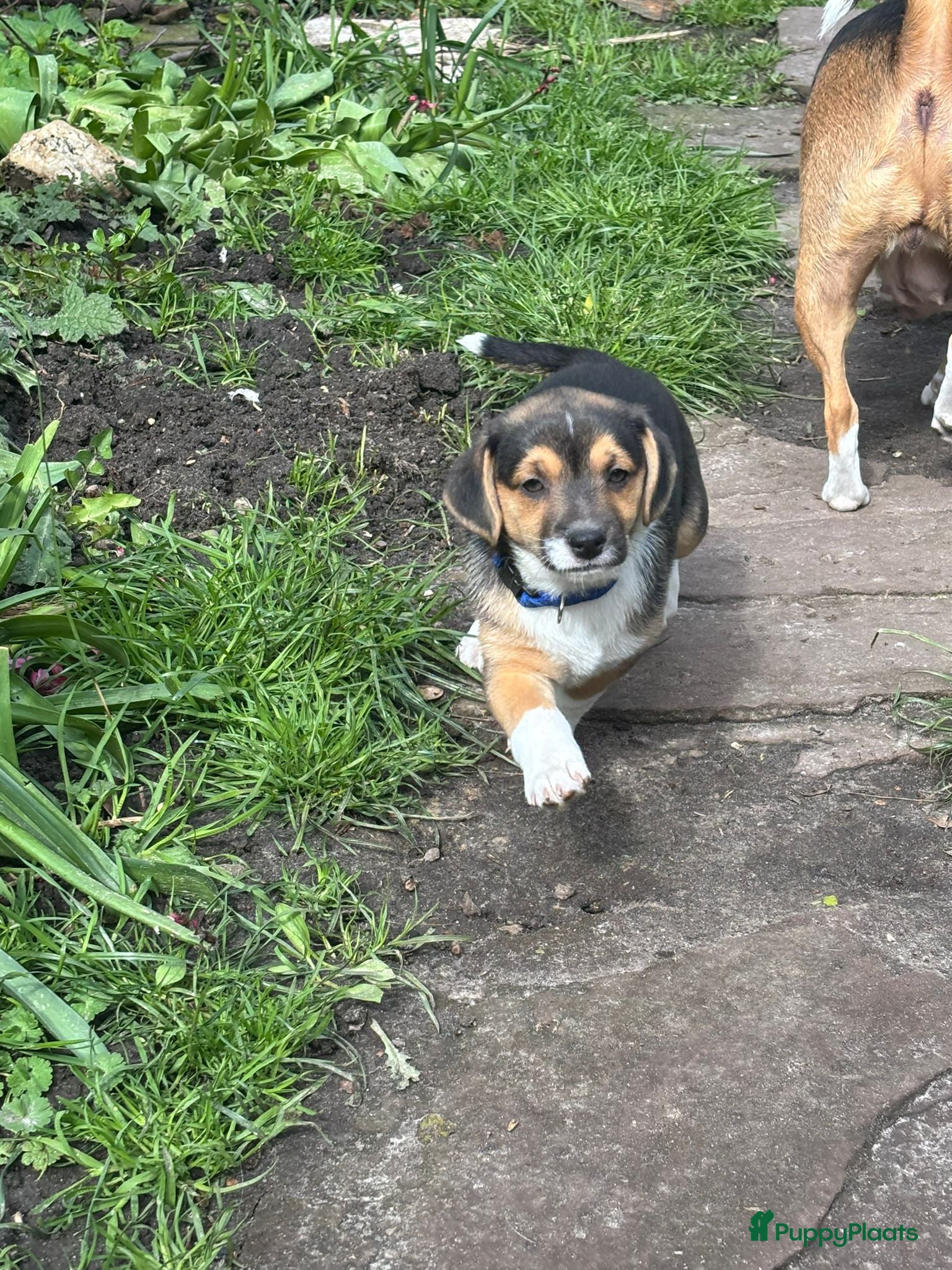 Fox Terriër Gladhaar honden Nestje boerenfox pups - Advertentie 1