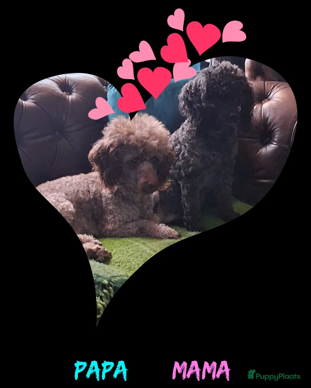 Poedel Toy honden te koop: Toy poedeltjes geboren  - Advertentie 2