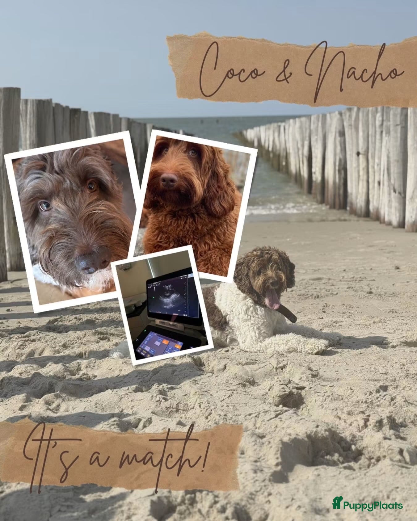 Australian Labradoodle honden Prachtige donkerbruine Australian Labradoodle reu - Advertentie 2