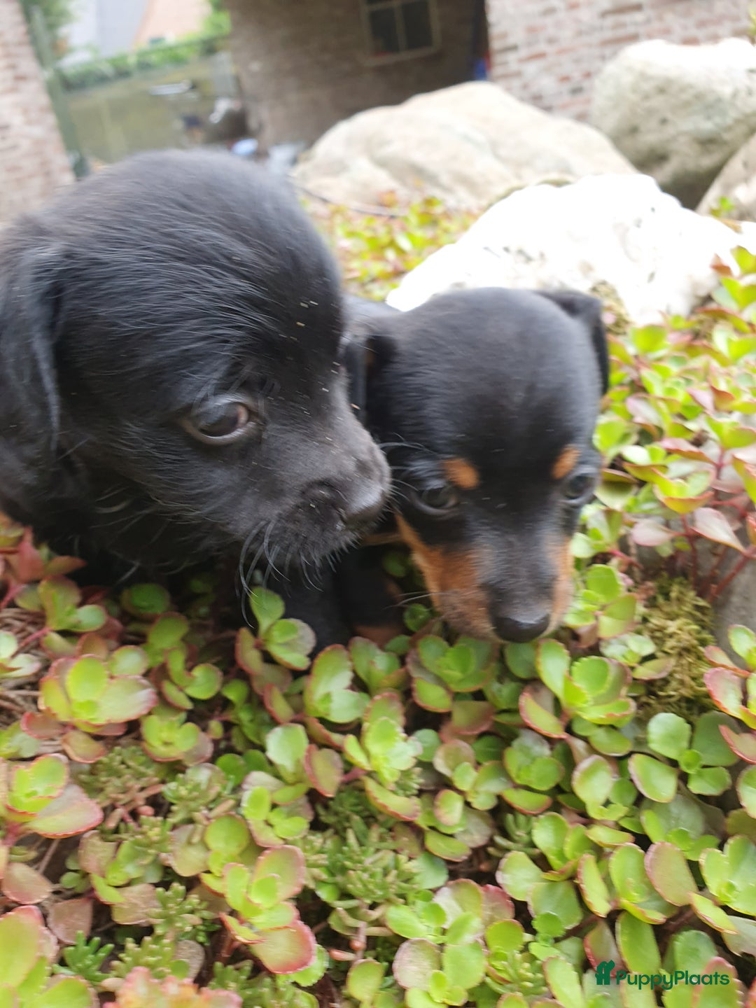 Jack Russel Terriër honden te koop: Toyjecks in Uden - Afbeelding 2