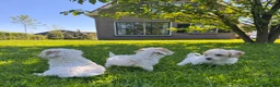 Kruising honden te koop: Labradoodle pups mini - Advertentie 4
