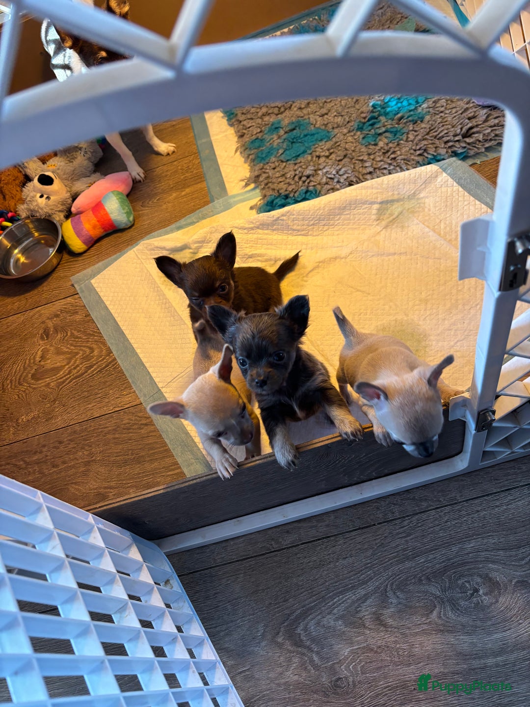 Chihuahua honden te koop: Bleu teefje - Advertentie 6