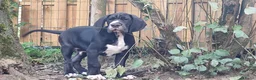 Duitse Dog honden te koop: Duitse Doggen pups in Koewacht - Advertentie 5