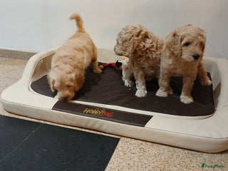 Labradoodle honden mooie multi x labradoodle australiën doodle pups - Advertentie 2