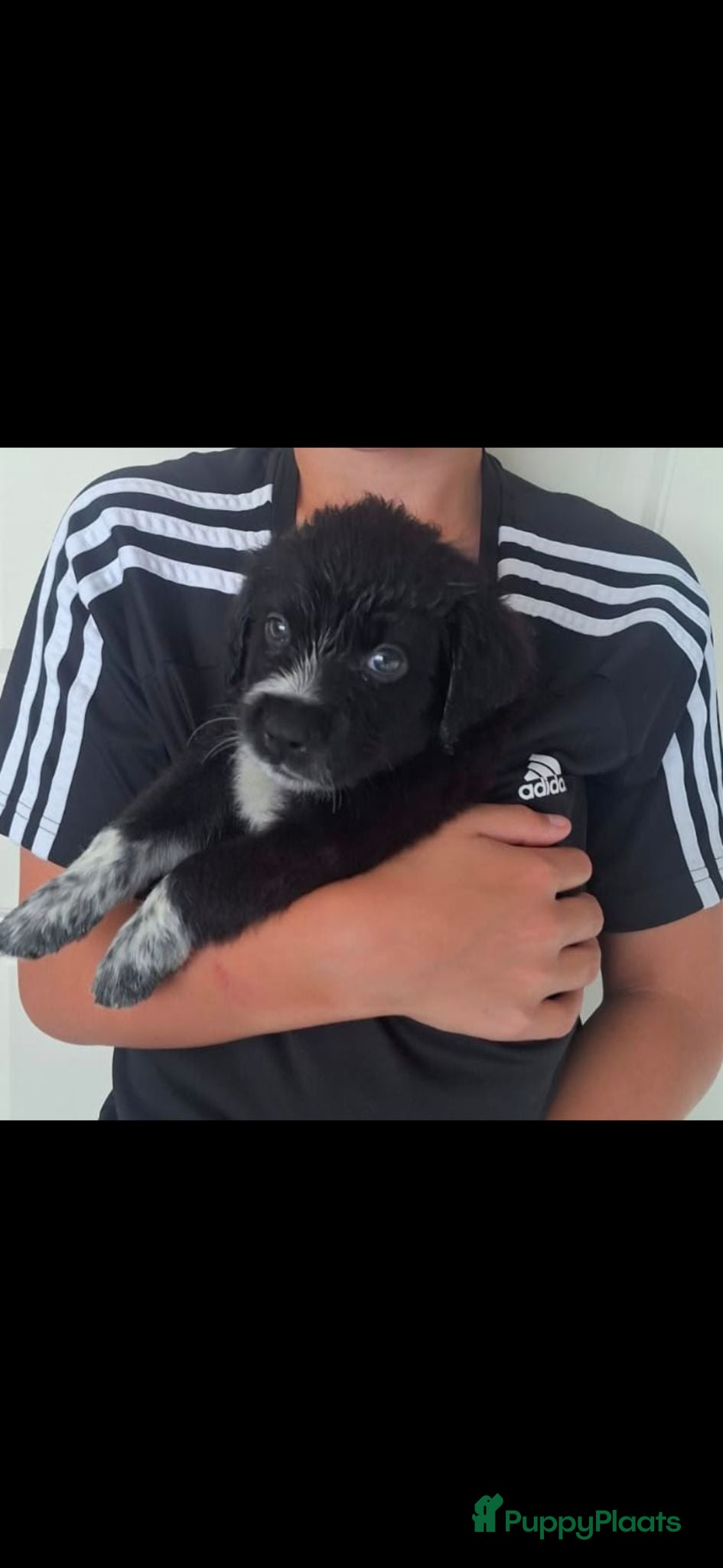 Kruising honden Bijzondere kruising / Bernsky + Friese Langhaar  - Advertentie 2