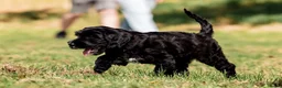 Labradoodle honden te koop: Labradoodles te koop - Advertentie 3