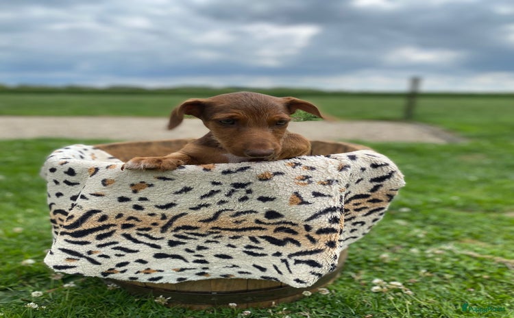 Jack Russel Terriër honden - Advertentie 7