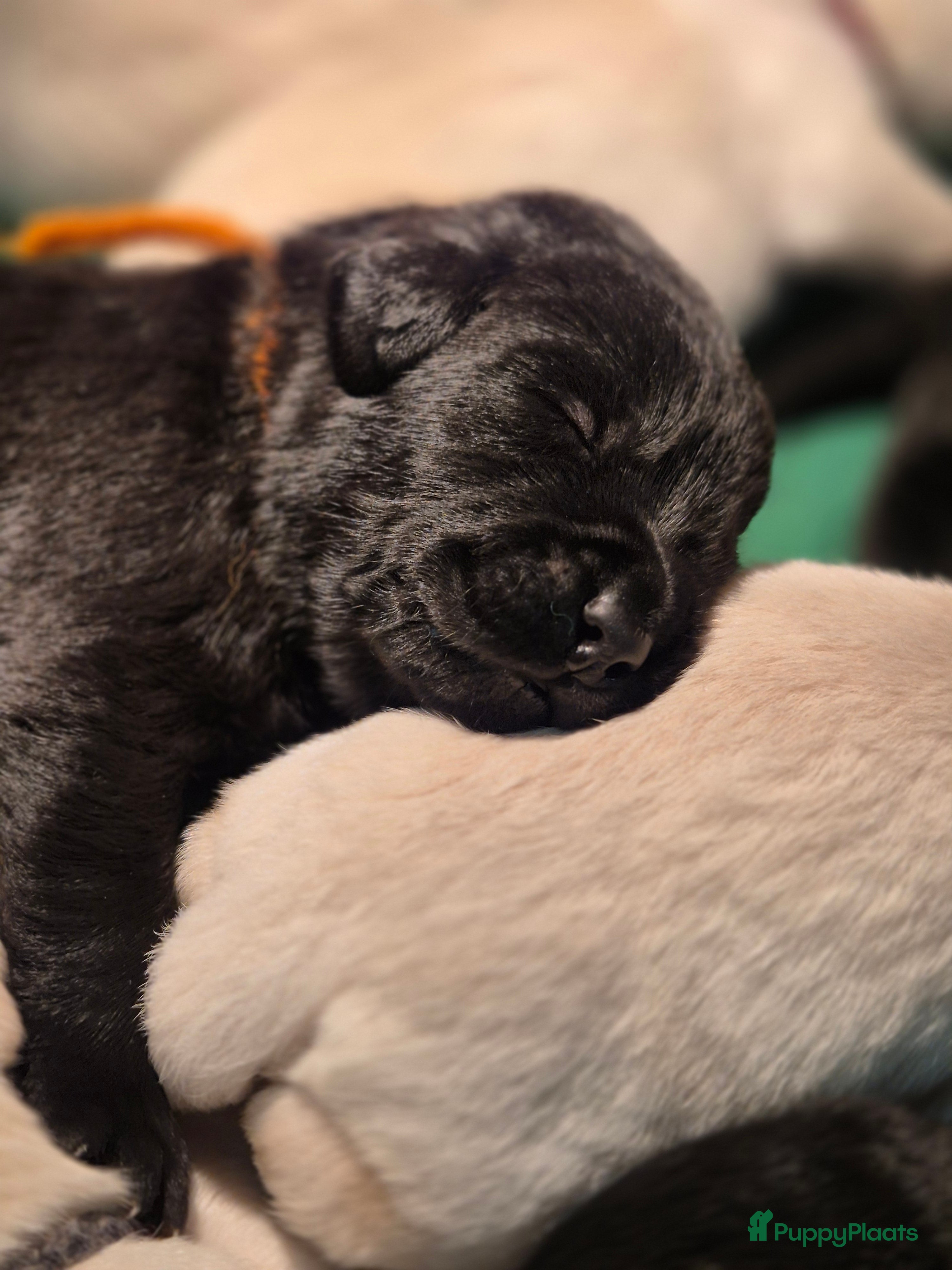 Labrador Retriever honden Mooie zwarte &amp; silver labrador retriever pups - Advertentie 1
