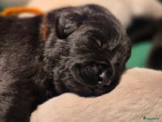 Labrador Retriever honden Mooie zwarte & silver labrador retriever pups - Advertentie 5