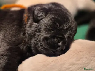 Labrador Retriever honden Mooie zwarte & silver labrador retriever pups - Advertentie 16