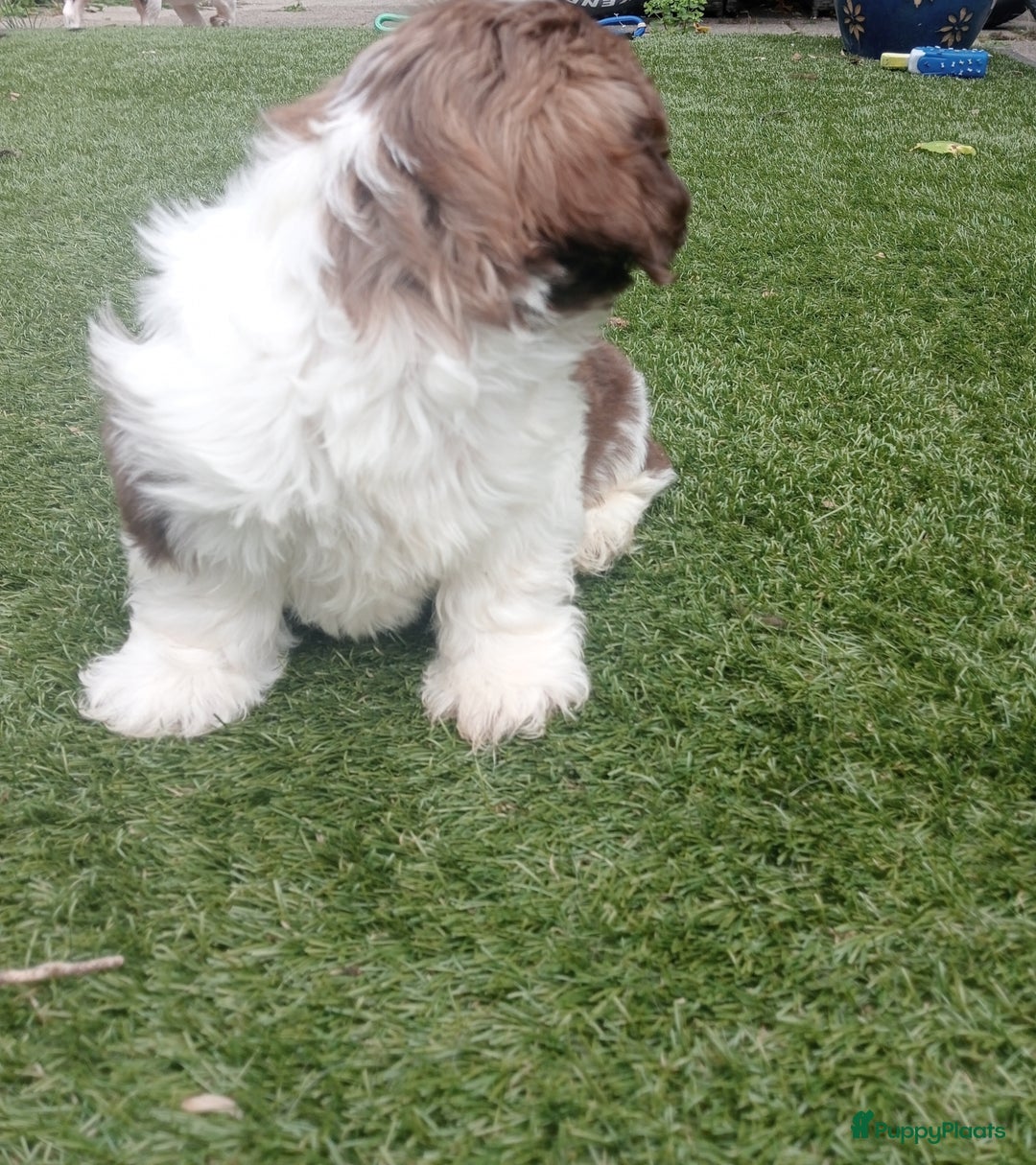 Shih Tzu honden te koop: Raszuivere Shih tzu pups nog 1 teefje en 1 reutje  - Afbeelding 4