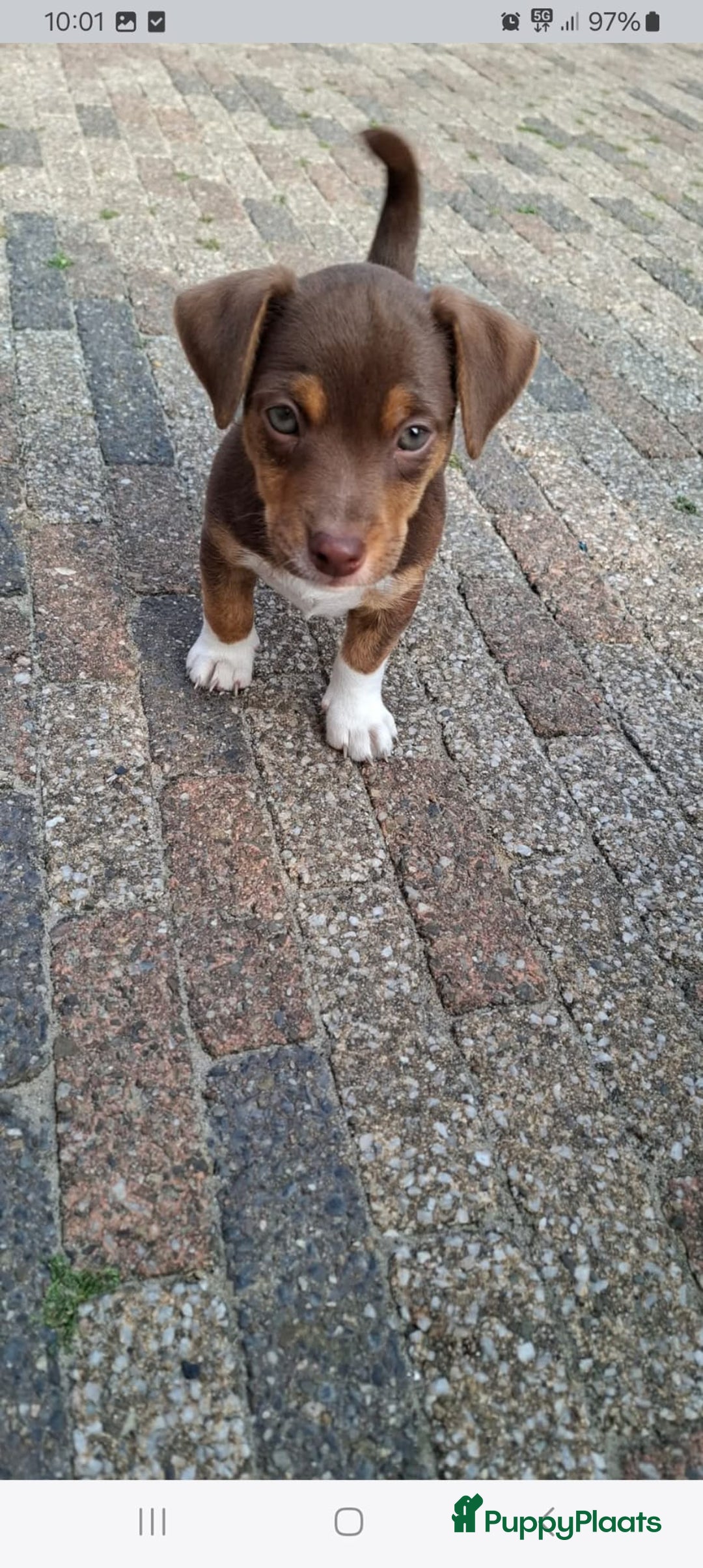 Jack Russel Terriër honden te koop: nog 1 jack russel reutje  in Bentelo - Afbeelding 7