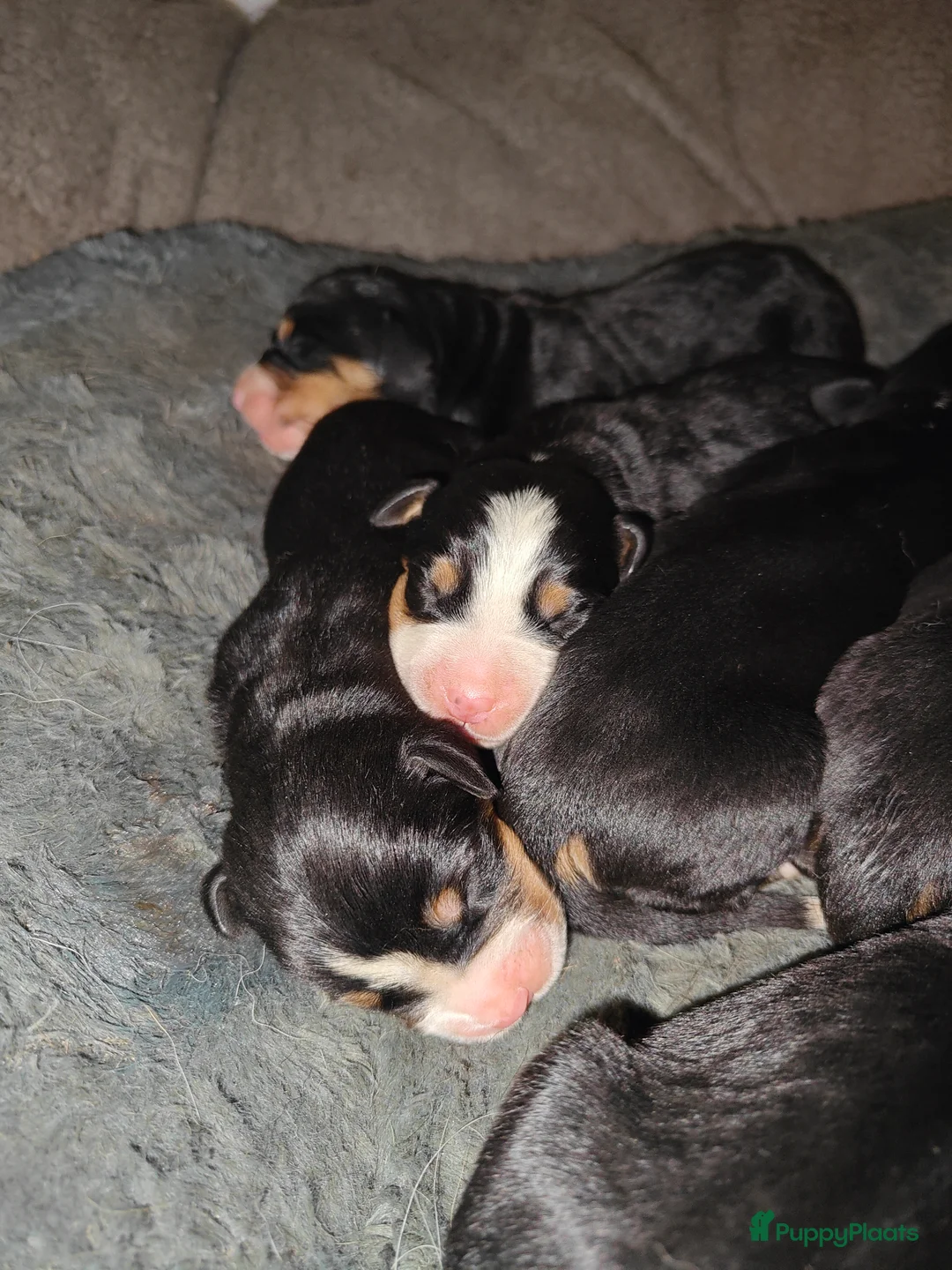 Grote Zwitserse Sennenhond honden te koop: Grote Zwitserse Sennenpups  - Advertentie 5