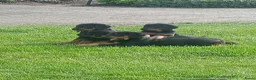 Beauceron honden te koop: Gezinshond Beauceron  in Strijbeek - Advertentie 3