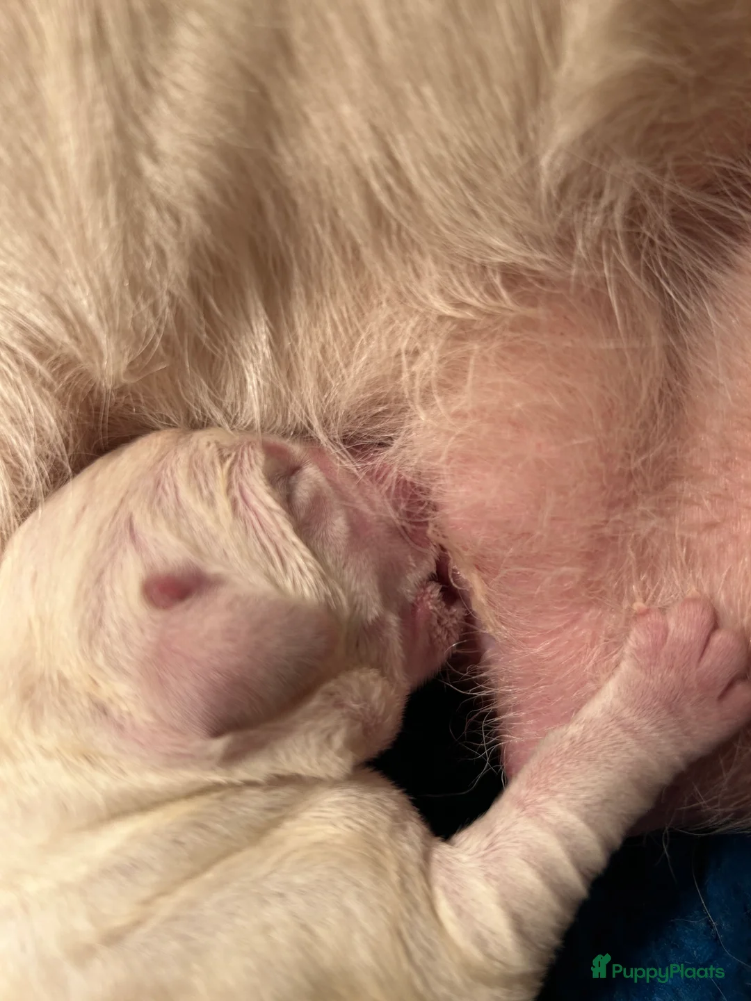 Labrador Retriever honden te koop: Super mooie gele labrador pups - Advertentie 9