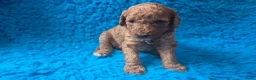 Cockapoo honden te koop: Hele mooie cockapoo pupjes - Advertentie 14