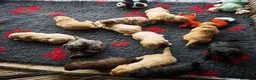 Kruising honden te koop: Multigen Bernedoodle Medium pups beschikbaar - Advertentie 4