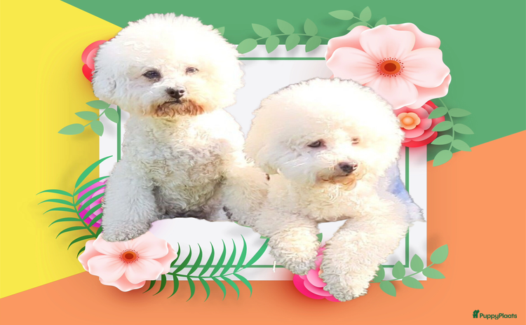 Bichon Frisé honden - Advertentie 6