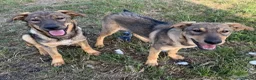 Kruising honden te koop: Fayaa - Advertentie 6