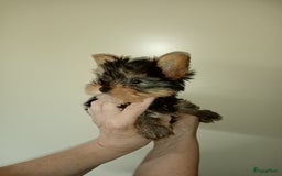 Yorkshire Terriër honden te koop: yorkshire terrier pupjes - Afbeelding 2