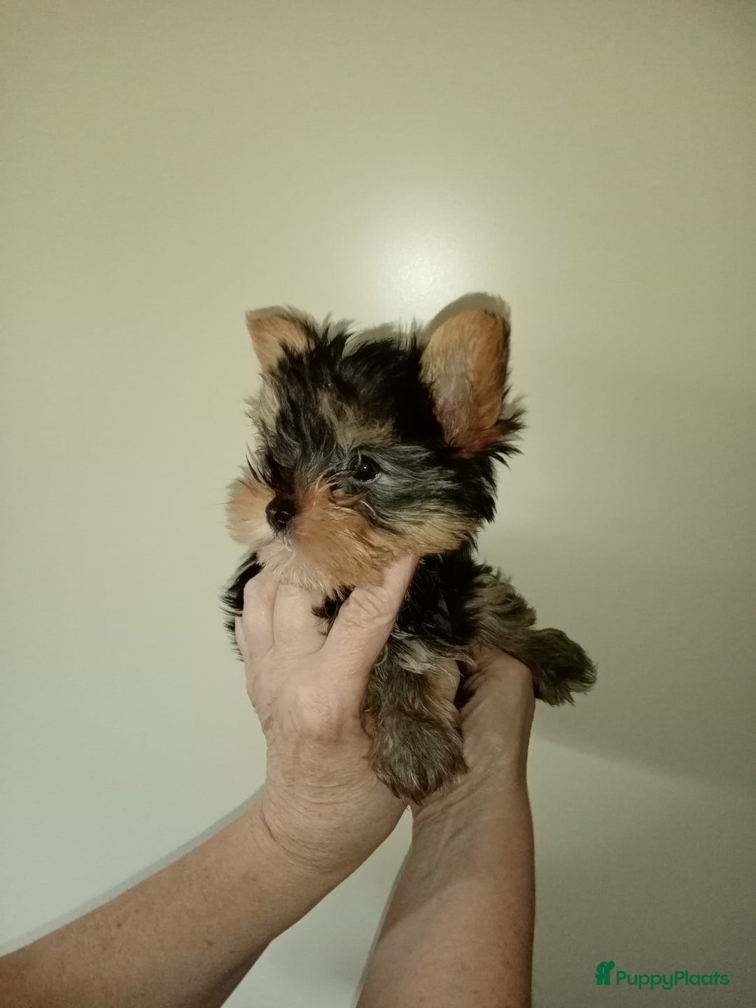 Yorkshire Terriër honden te koop: yorkshire terrier pupjes - Afbeelding 2