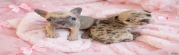 Franse Bulldog honden te koop: Franse bulldog pups - Advertentie 2