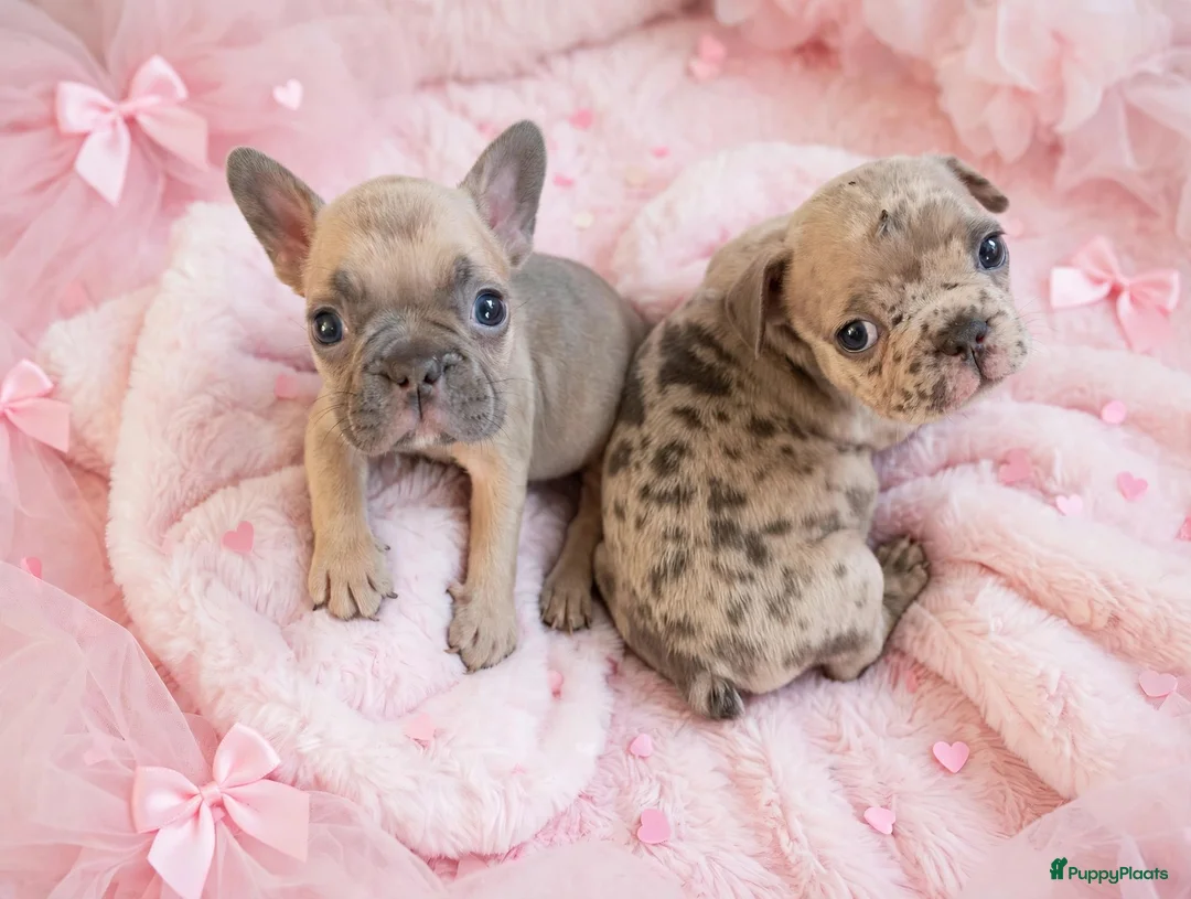 Franse Bulldog honden te koop: Franse bulldog pups - Advertentie 2